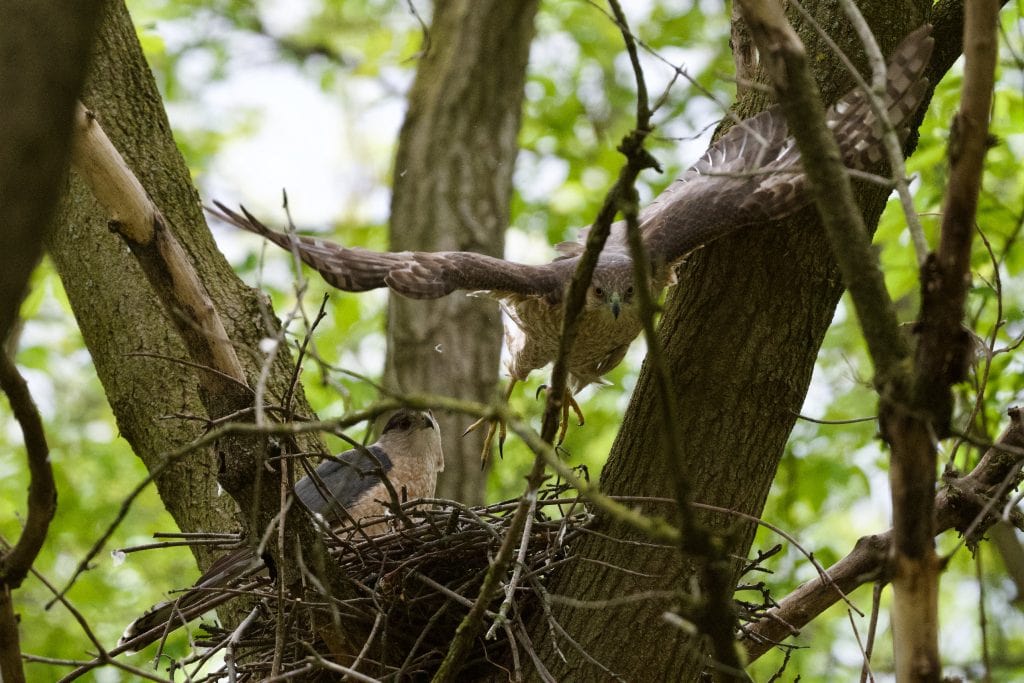 A Cooper's hawk takes flight and leaves its nest, as its partner remains seated on the nest.