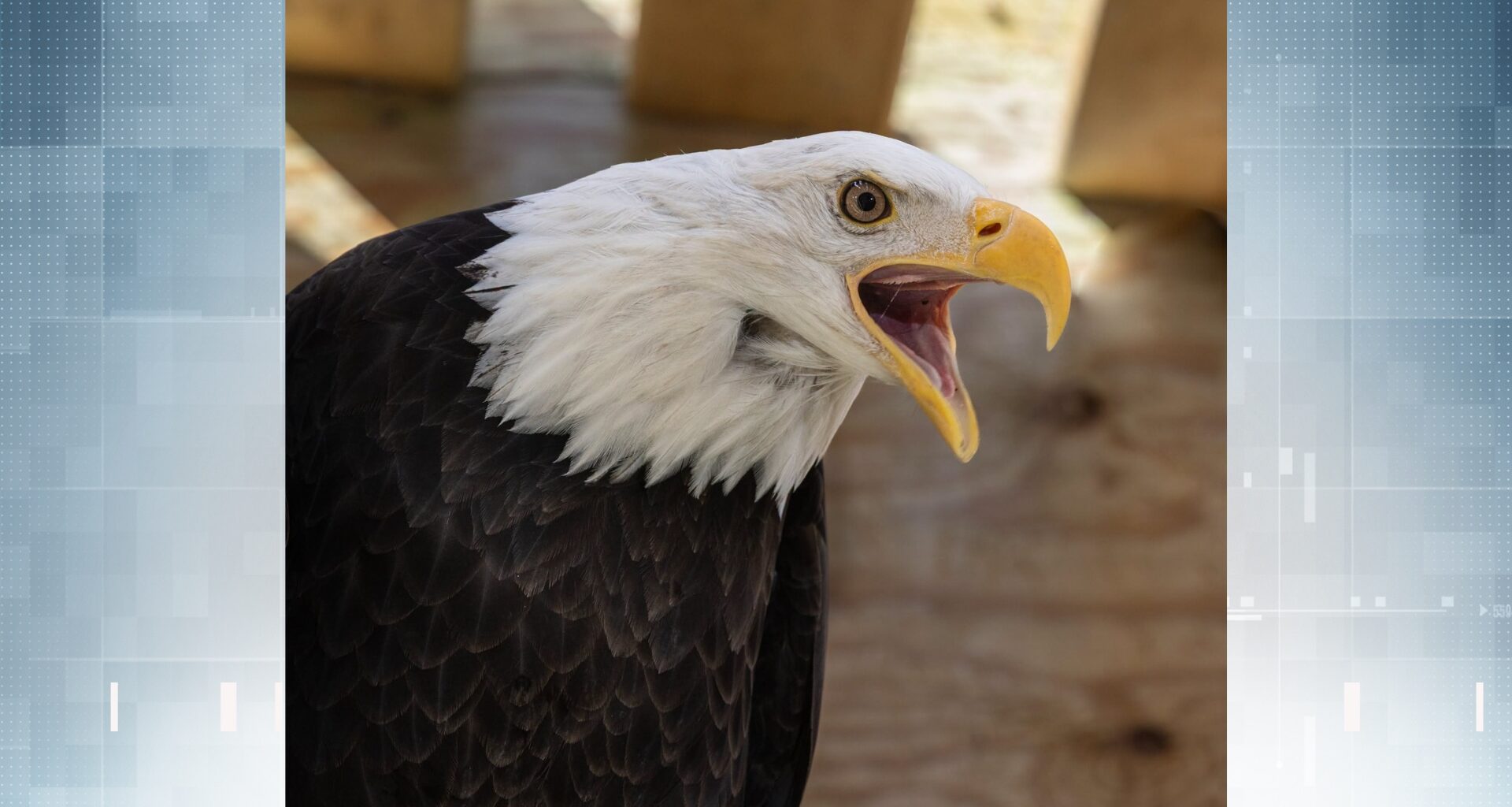 Humpty, a bald eagle who fell into care at MARS Wildlife Rescue, has died