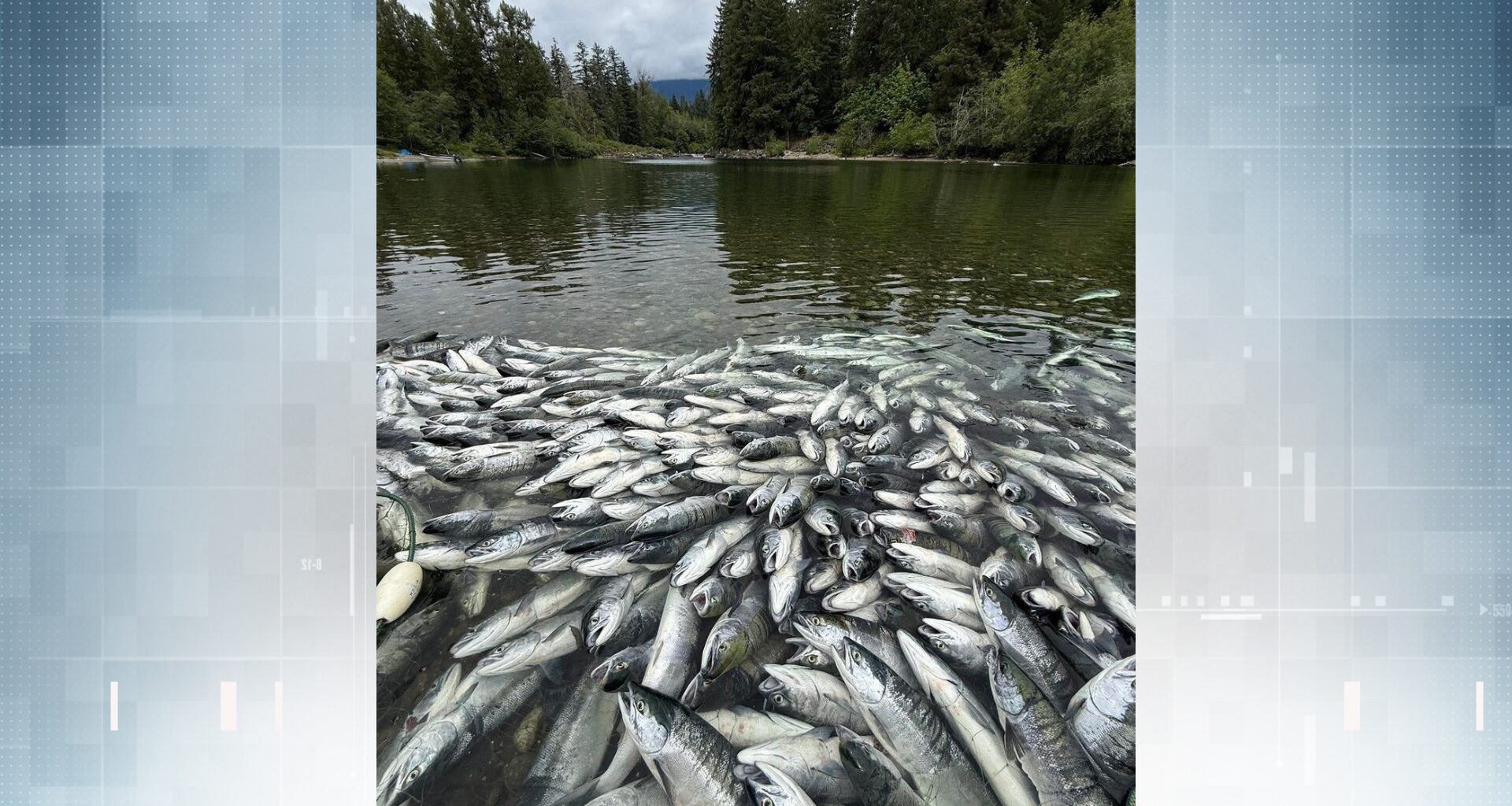 Late-June Somass River sockeye run brings abundance to First Nations