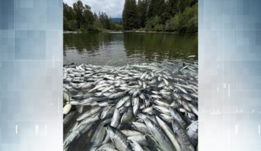 Late-June Somass River sockeye run brings abundance to First Nations