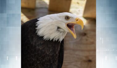 Humpty, a bald eagle who fell into care at MARS Wildlife Rescue, has died