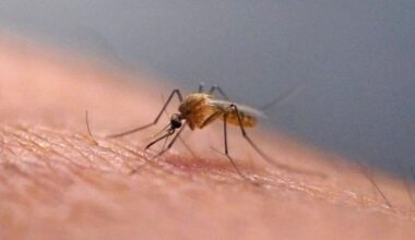 Scratching that bug bite might feel good at first but science explains why it's a bad idea