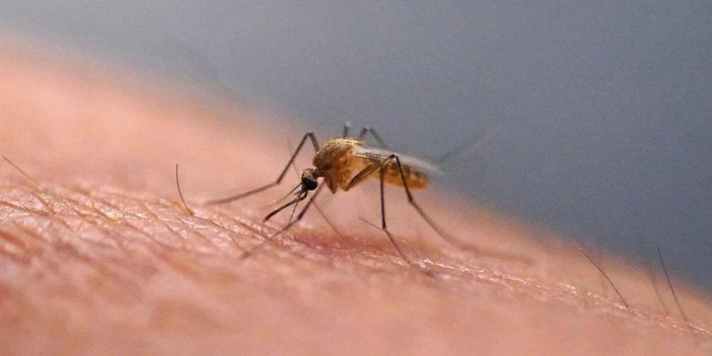 Scratching that bug bite might feel good at first but science explains why it's a bad idea