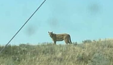 Cougar sighting noted by Ministry and conservation - SwiftCurrentOnline.com