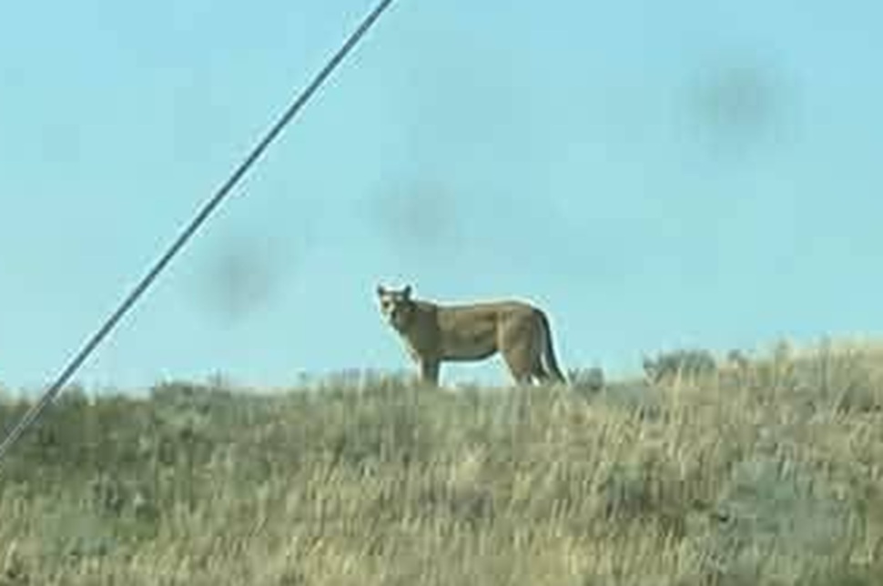 Cougar sighting noted by Ministry and conservation - SwiftCurrentOnline.com