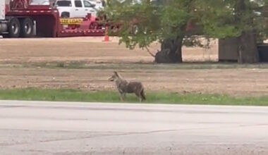 Why coyote sightings are on the rise in the Pembina Valley - PembinaValleyOnline.com