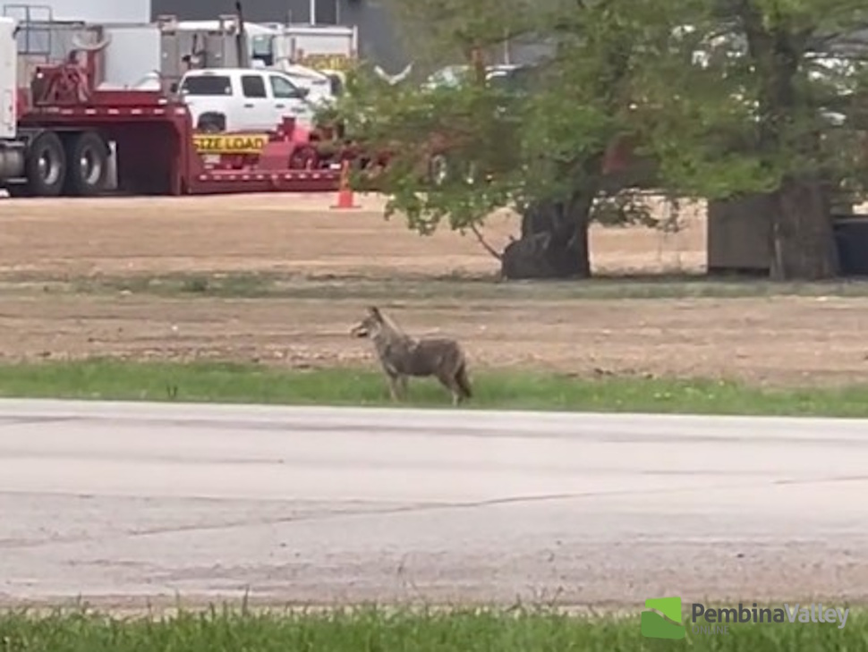 Why coyote sightings are on the rise in the Pembina Valley - PembinaValleyOnline.com
