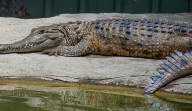 What Happened to Australasia’s Lost Crocodiles? New Research Reveals a Dramatic Extinction Story