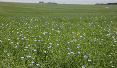 Ottawa announces more than $10 million for Saskatchewan agriculture and food processing projects