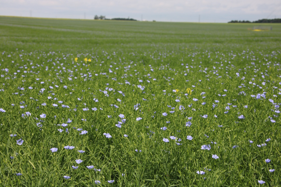 Ottawa announces more than $10 million for Saskatchewan agriculture and food processing projects