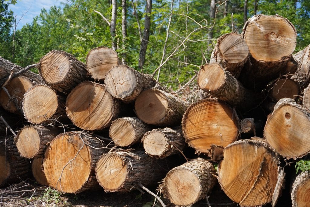 Some fallen and damaged trees had been removed and chipped in an effort to clean up after the storm at Samuel de Champlain.