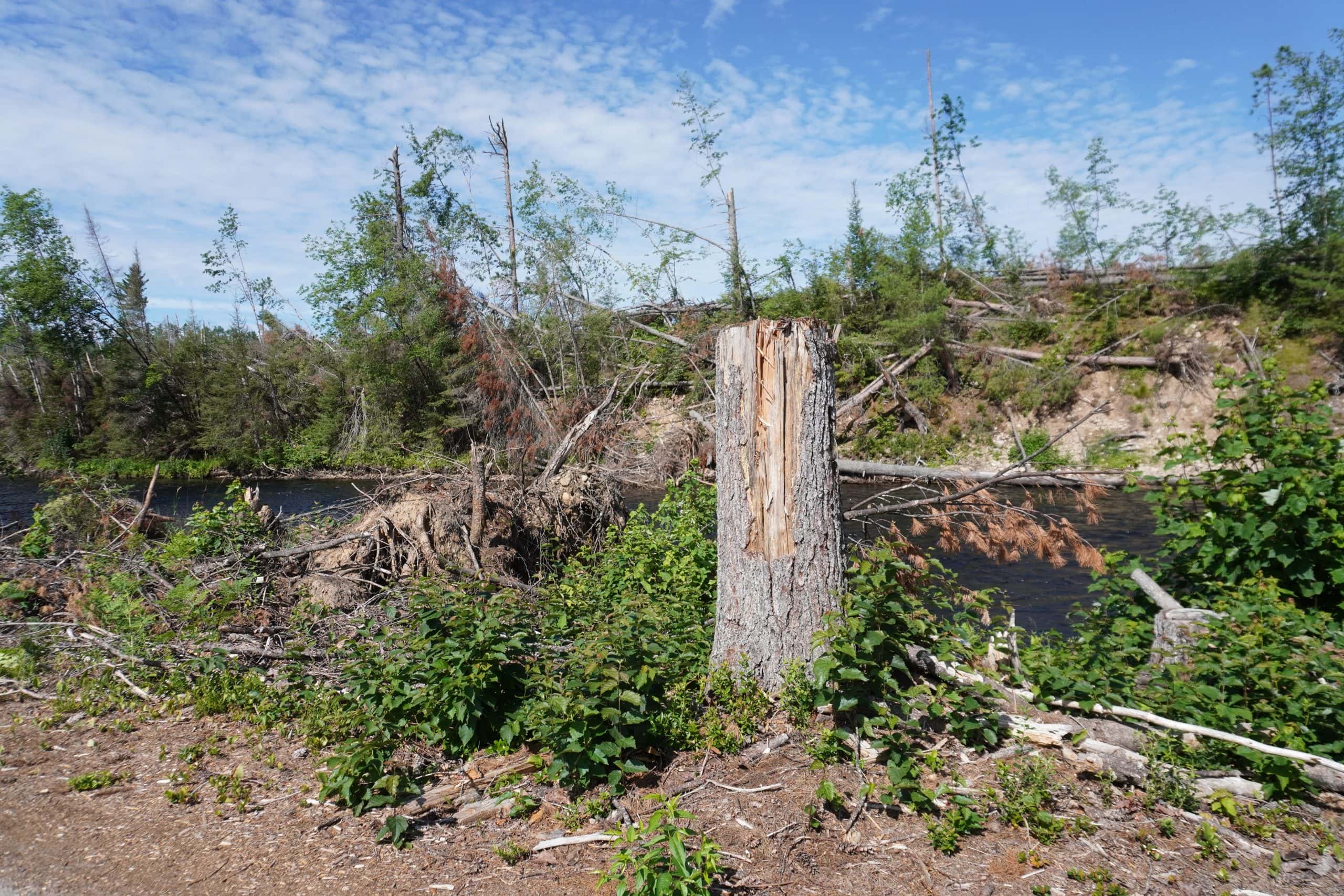 In 2025, a powerful storm crashed down on Samuel de Champlain Provincial Park outside North Bay, Ont., razing much of the landscape and dropping trees on tents, trailers and an environmental education centre.