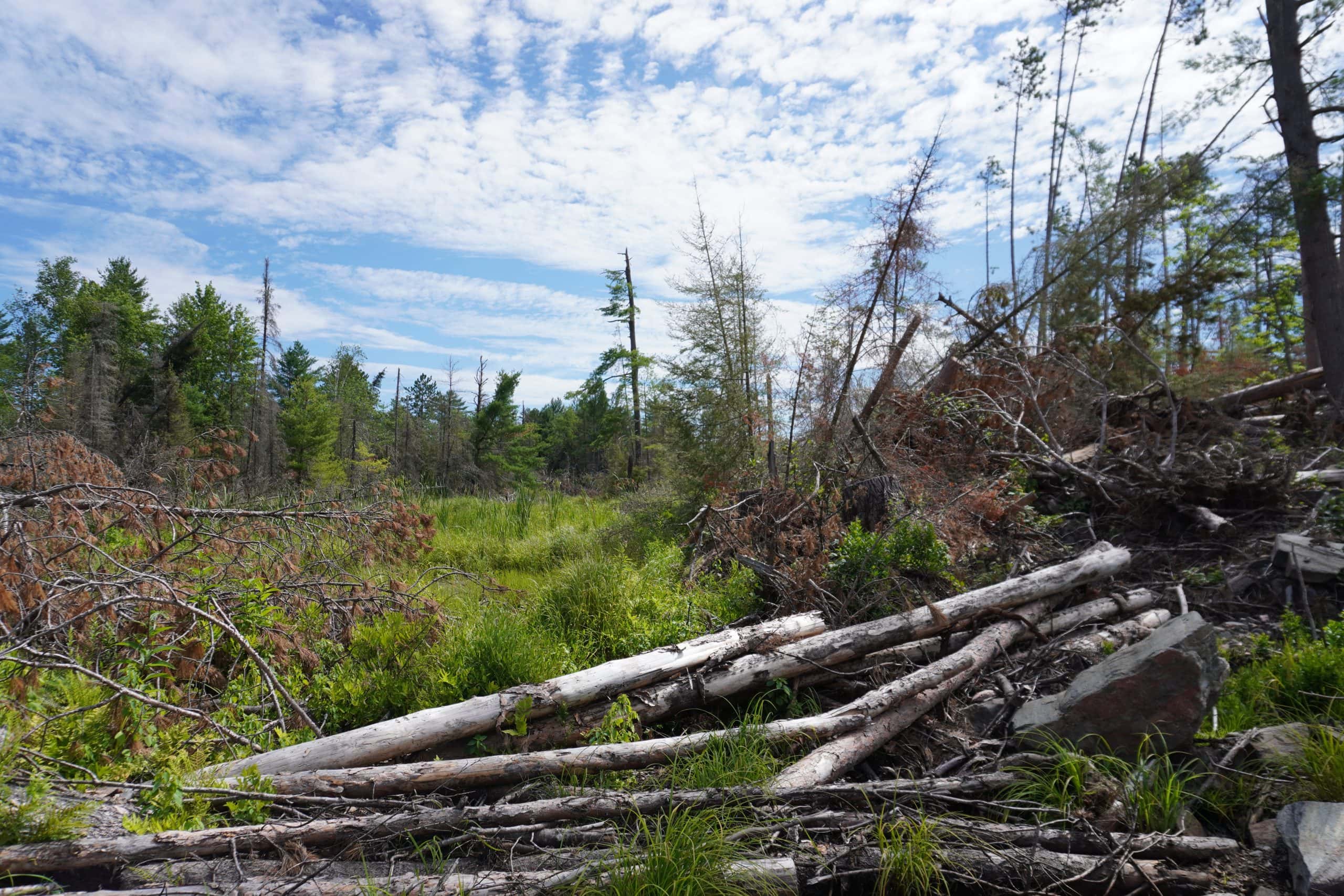 In 2025, a powerful storm crashed down on Samuel de Champlain Provincial Park outside North Bay, Ont., razing much of the landscape and dropping trees on tents, trailers and an environmental education centre.