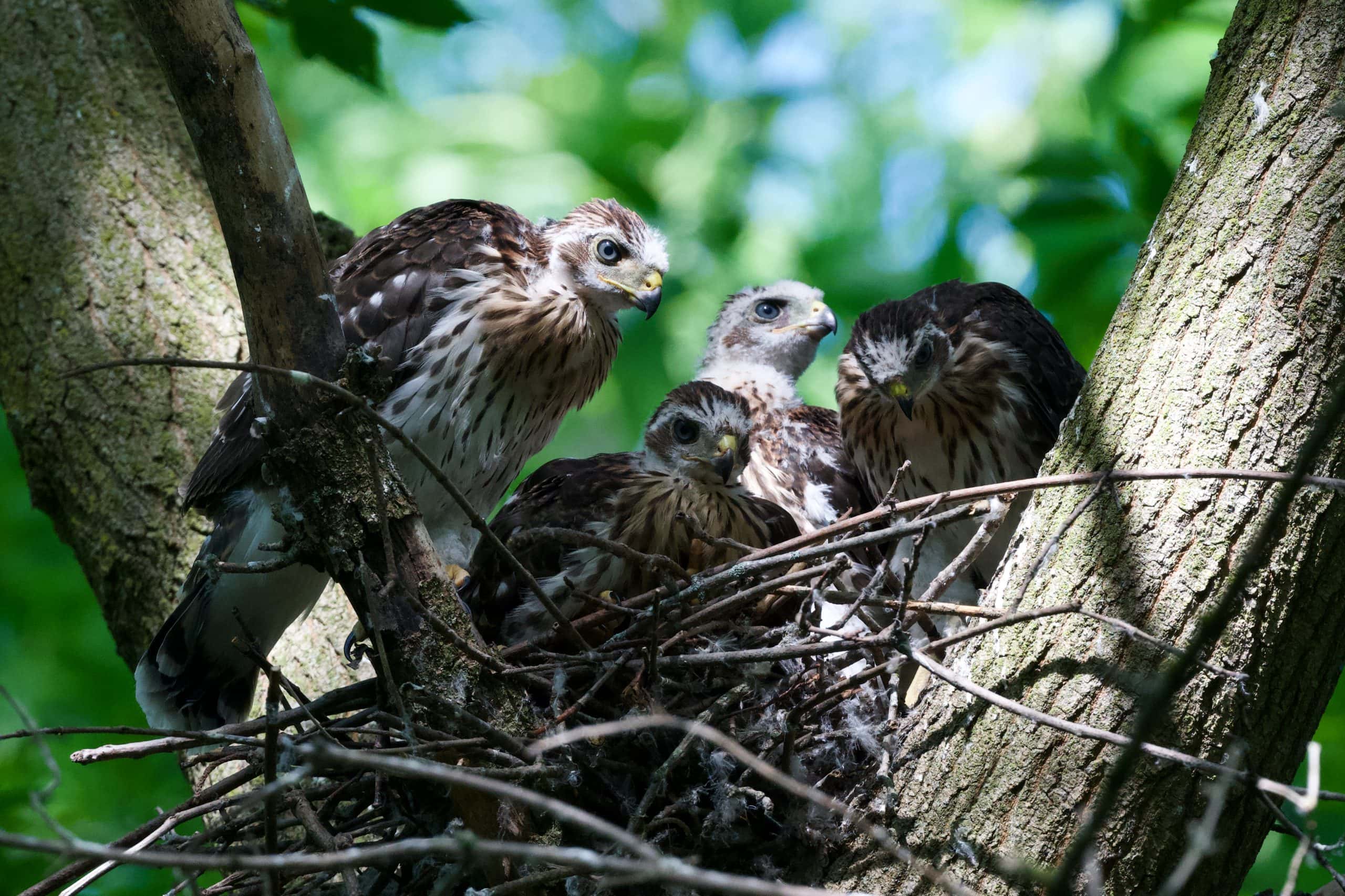 Four baby cooper's hawks sit in a nest