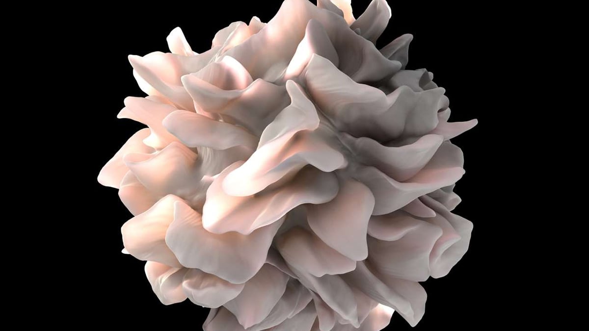 Dendritic cell illustration