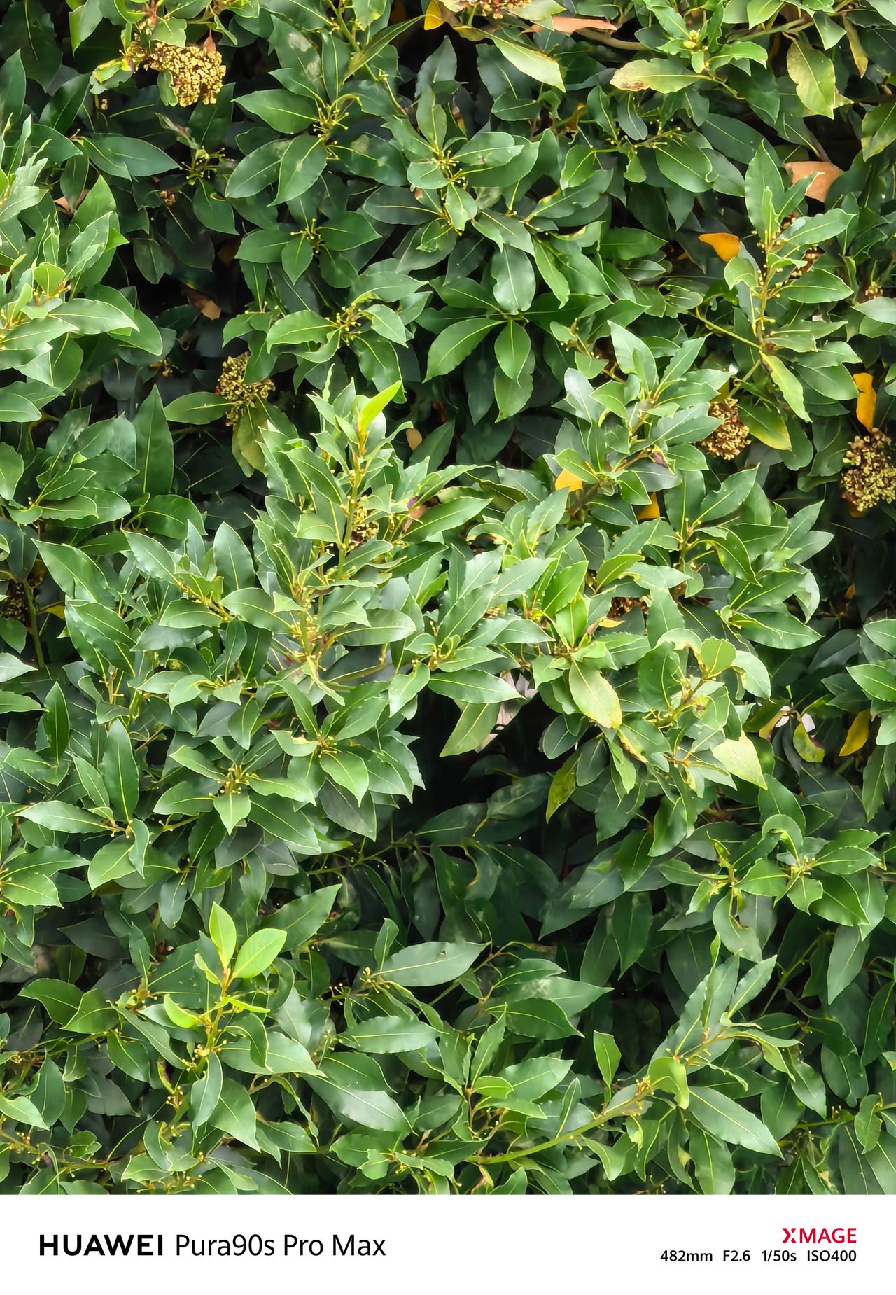 Telephoto close-up of glossy green leaves and small seed clusters on a dense tree canopy.