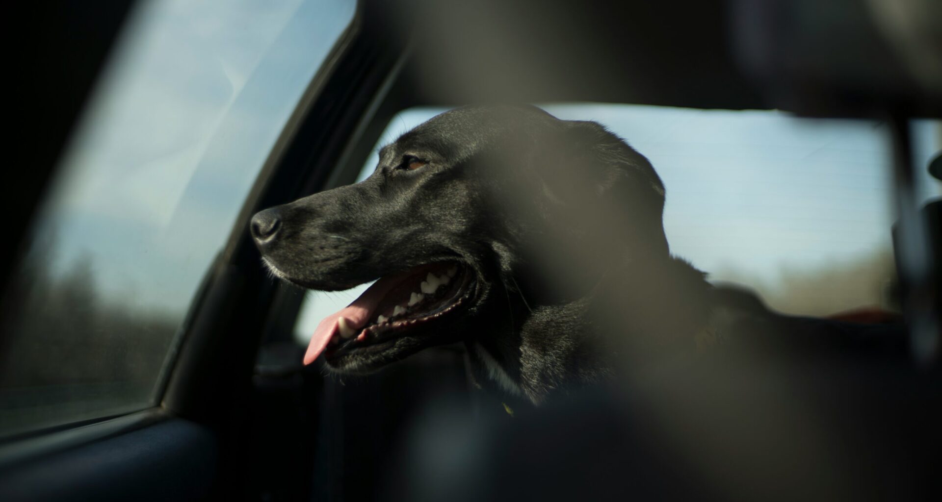 Edmonton received 37 complaints of animals left in hot vehicles in 7 weeks