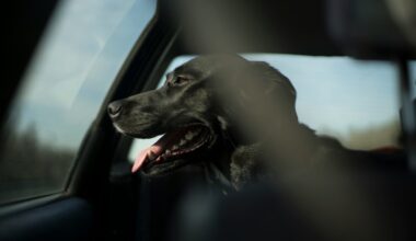 Edmonton received 37 complaints of animals left in hot vehicles in 7 weeks