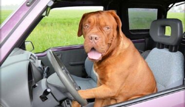 Show some restraint: Don’t let pets roam free in cars