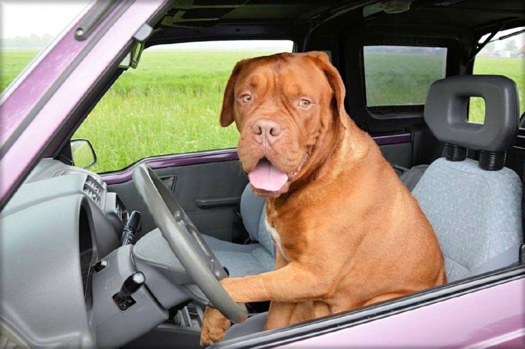 Show some restraint: Don’t let pets roam free in cars