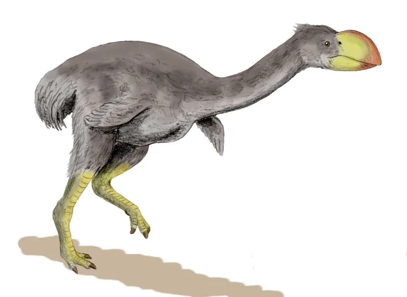 Dromornis illustration