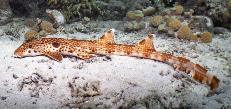 A long, thin fish with brown and white spots, one large dark brown spot, on reef surface.