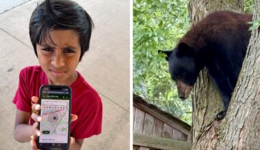 Bear sightings, coyote encounters prompt 8-year-old to build wildlife app