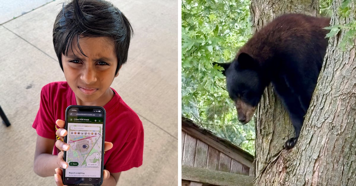 Bear sightings, coyote encounters prompt 8-year-old to build wildlife app