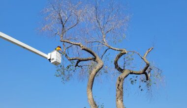 3rd new case of Dutch elm disease in Edmonton this month