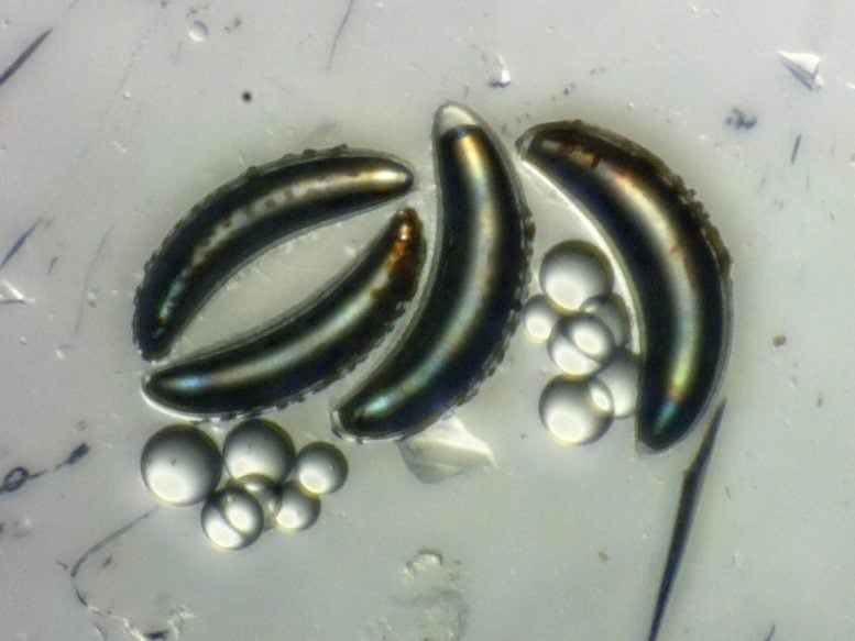 Excised Chaoborus edulis Air Sacs