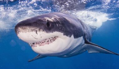 Largest great white shark ever tagged in the Atlantic is heading toward a popular vacation destination: It weighs 1,700 pounds and measures more than 13 feet long