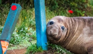 Australian officials ask fans to respect the privacy of Neil, a 1,000-kilogram seal who respects nothing - CTV News