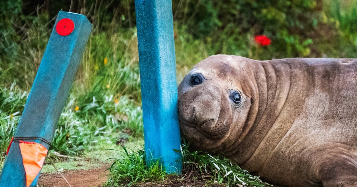 Australian officials ask fans to respect the privacy of Neil, a 1,000-kilogram seal who respects nothing - CTV News