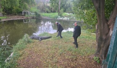 Minister snubs legal adviser, advancing Ben Gvir's plan to surround prisons with crocodiles