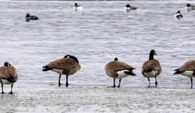 City cracking down on illegal feeding of geese at Oshawa’s waterfront parks