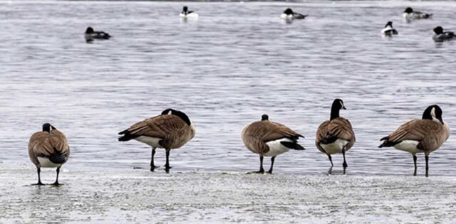 City cracking down on illegal feeding of geese at Oshawa’s waterfront parks