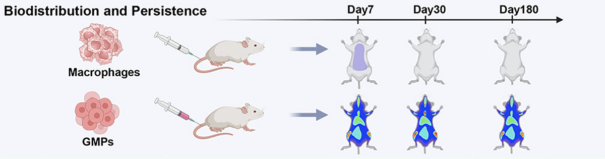 Scientists Just Unlocked an Endless Army of Cancer-Fighting Cells