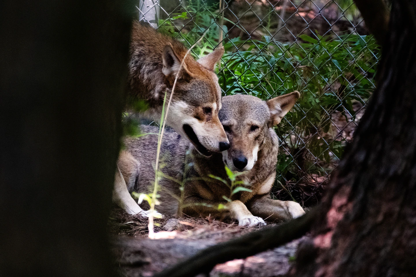 Litters of red wolves born in N.C., boosting critically endangered population