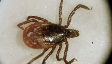 Canadians now have another tick-borne disease to worry about, researchers say - CTV News