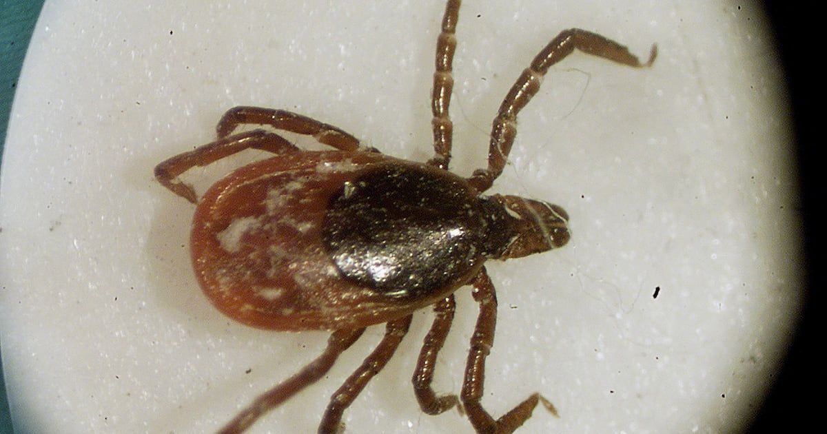 Canadians now have another tick-borne disease to worry about, researchers say - CTV News