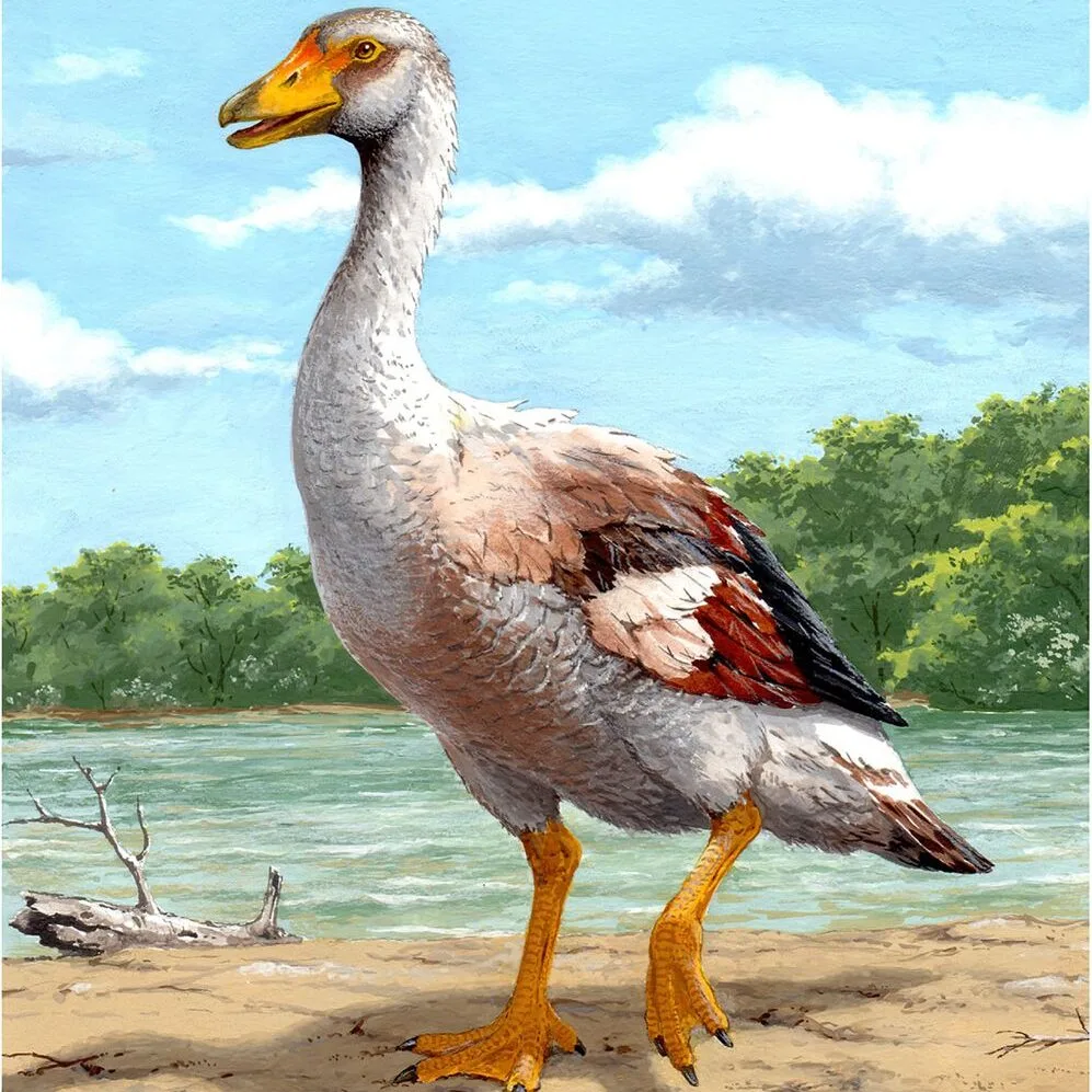 An illustration of Garganornis