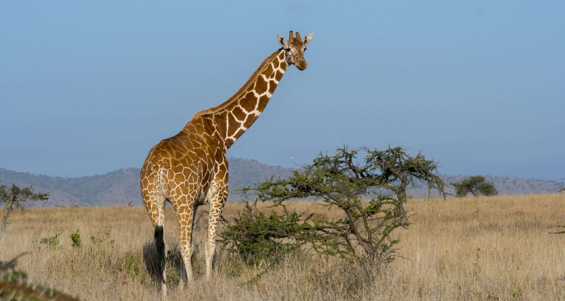Gracie The Giraffe Is Back Home. Now Rich Guys Can Buy Her.