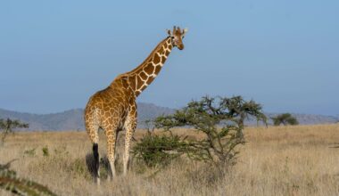 Gracie The Giraffe Is Back Home. Now Rich Guys Can Buy Her.