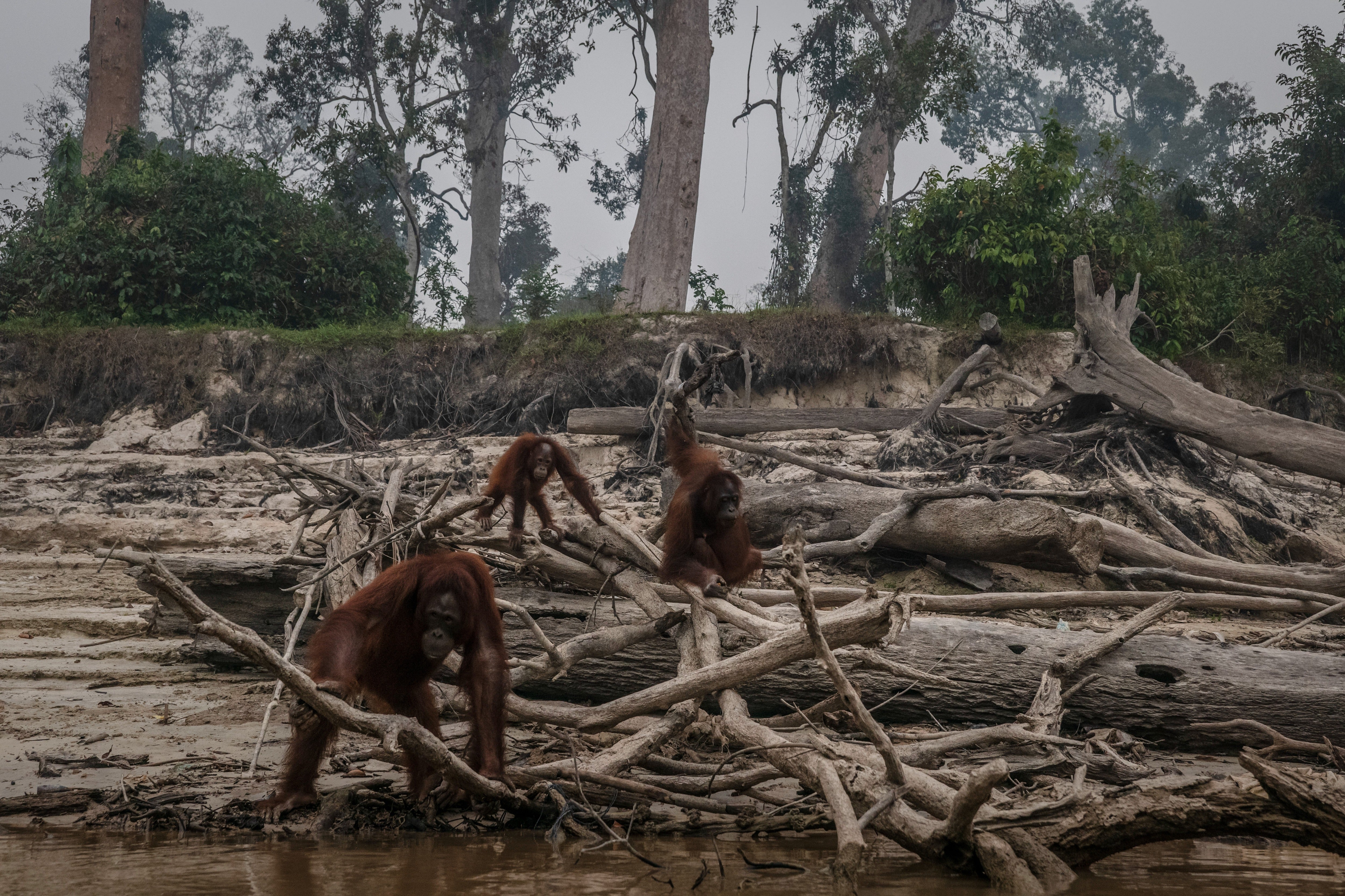 Borneo orangutans are seen in Salat island in Indonesia in September 2015. Orangutans are another umbrella species that could aid conservation of other species