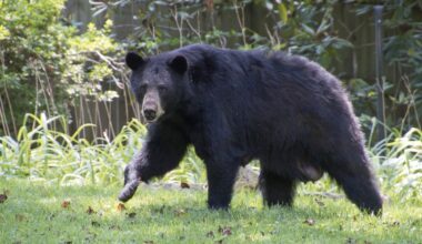 Large Bear and Family Dog Hang Out in Colorado Backyard