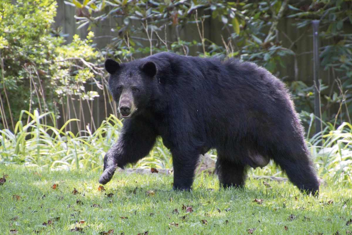 Large Bear and Family Dog Hang Out in Colorado Backyard