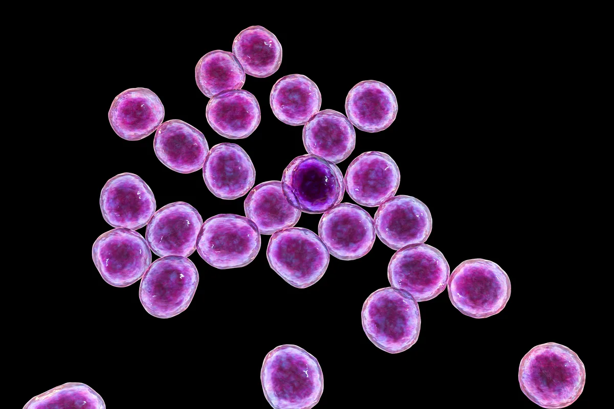 MRSA bacteria. Computer illustration of methicillin-resistant Staphylococcus aureus (MRSA) bacteria
