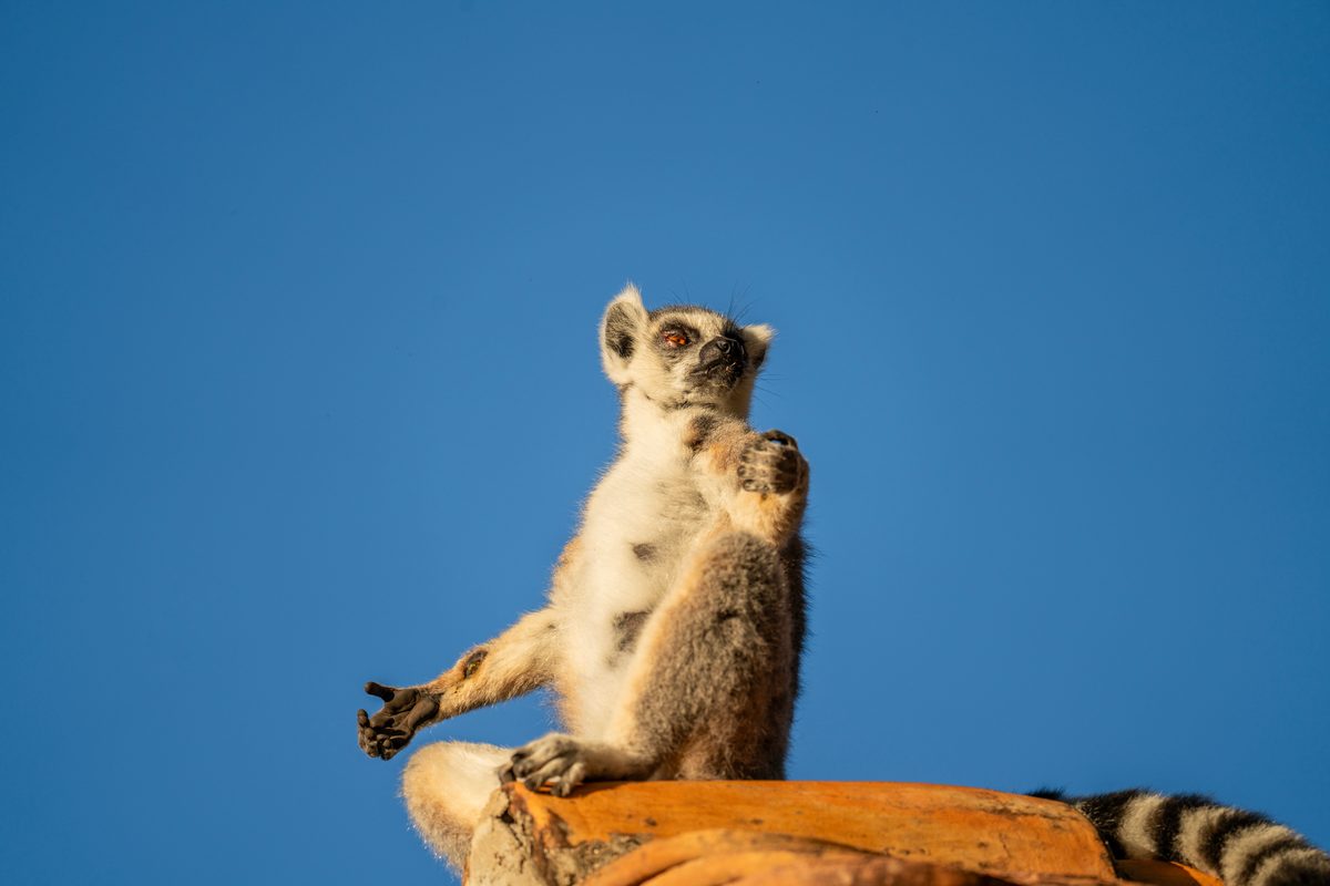 Lemur sunbathing