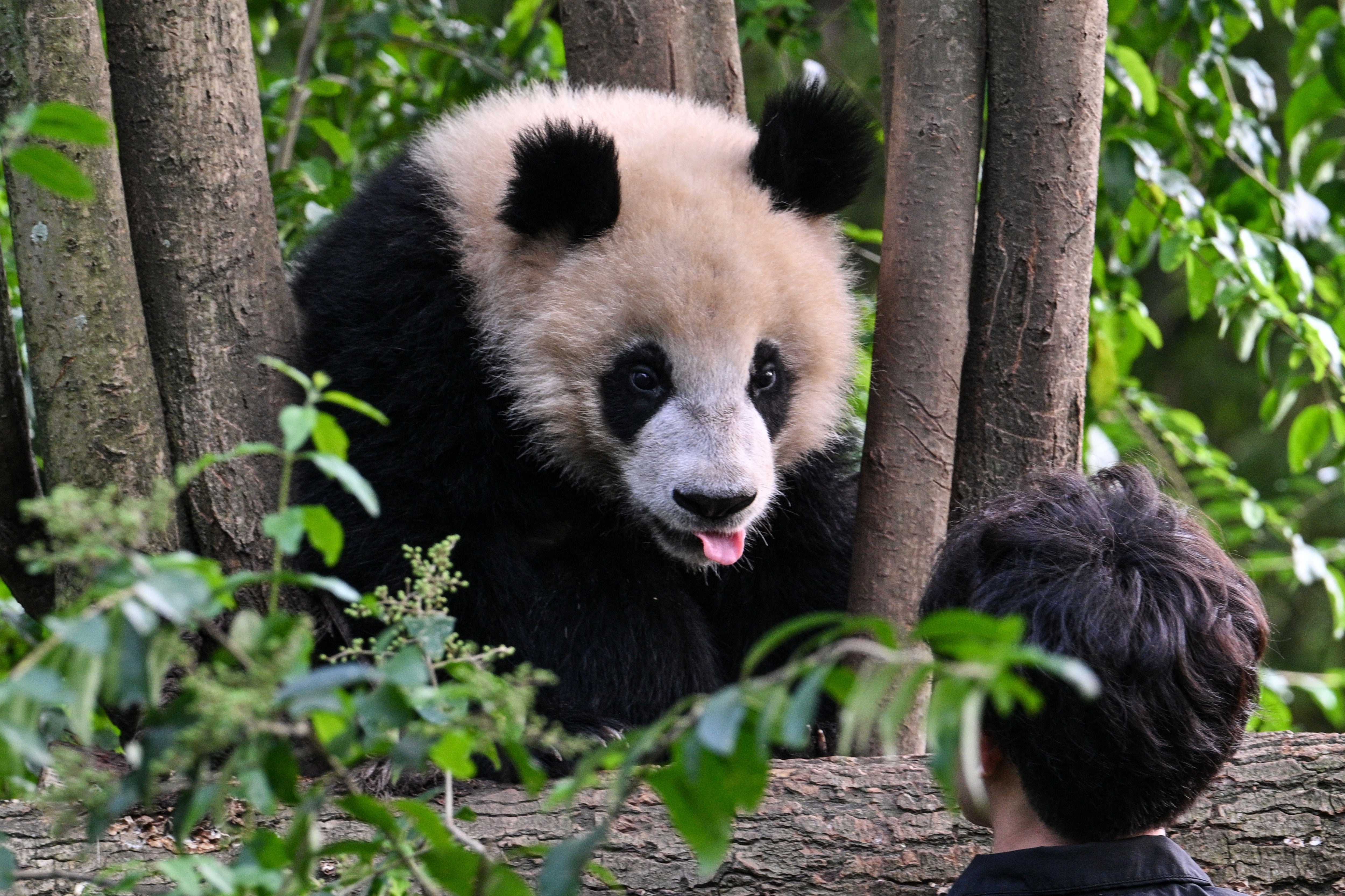 A worker is seen next to a young panda st the Chengdu research base in China's southwestern Sichuan province in October 2024. Panda habitat has helped to protect hundreds of other local species