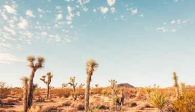Mojave Desert